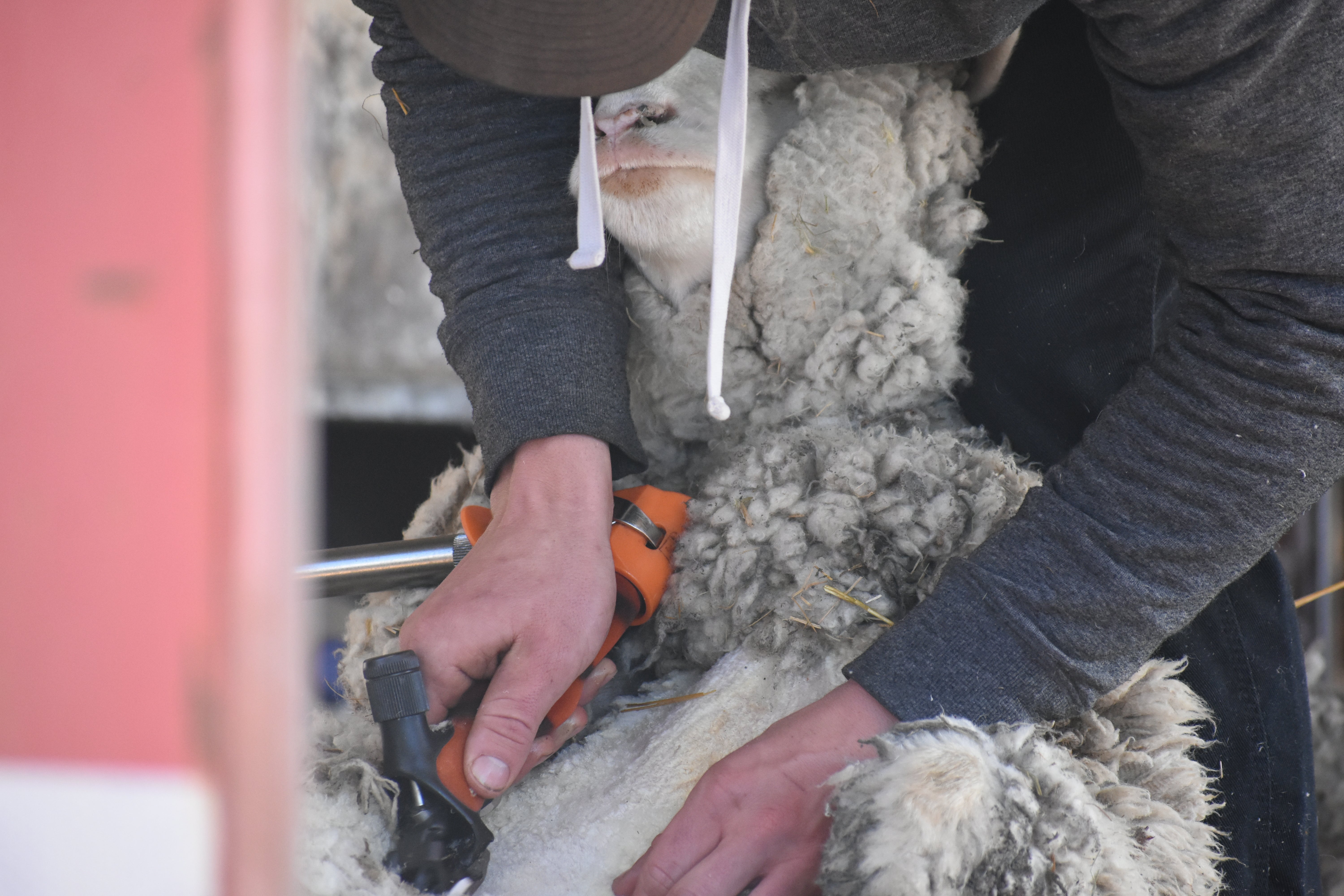 A person holds a sheep to their chest and uses shears to shear the sheep's wool off it's stomach