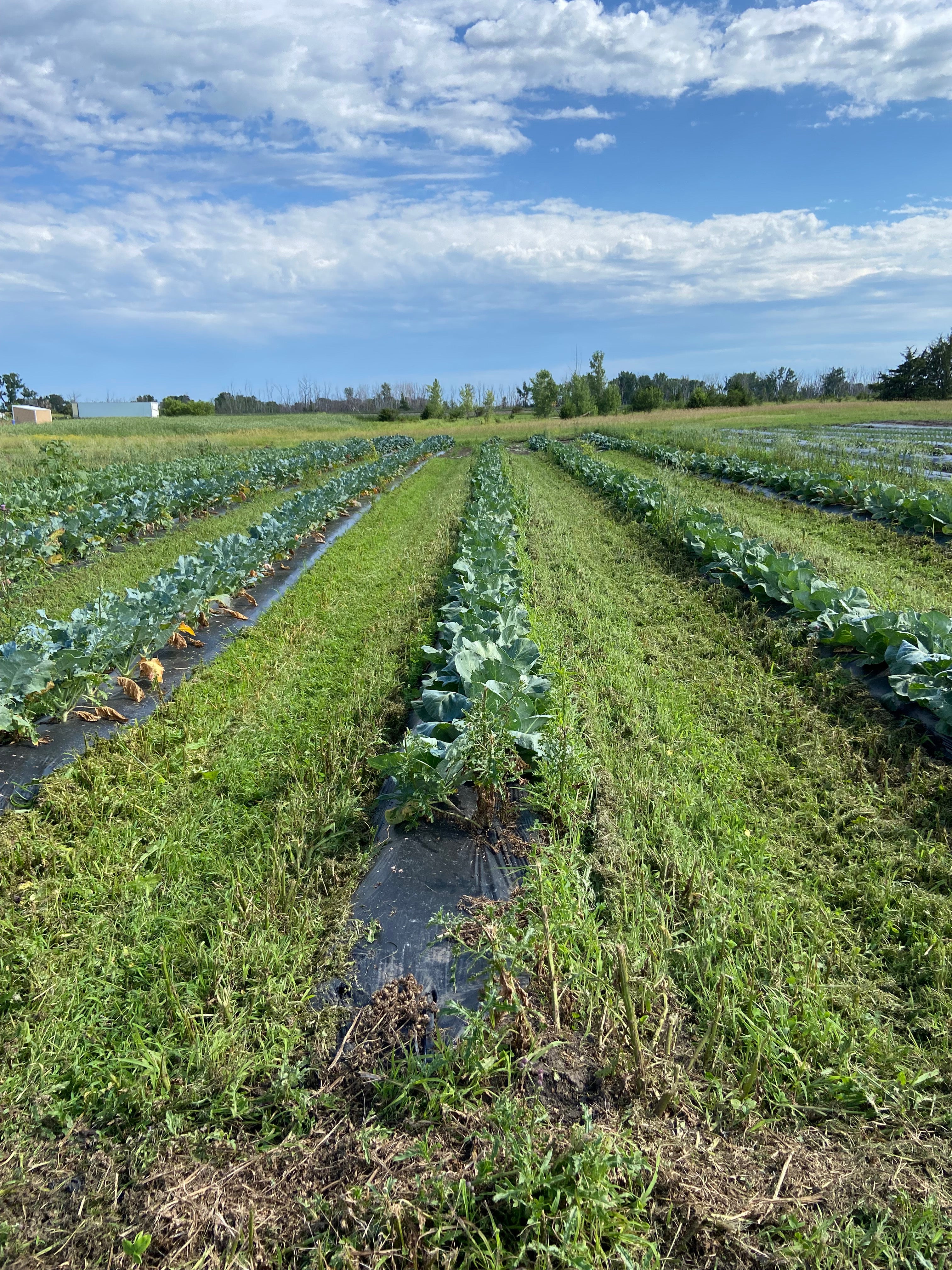 Rows of vegetables are shown