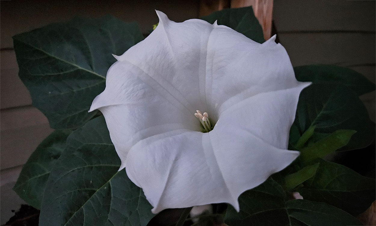 A large white flower with green leaves