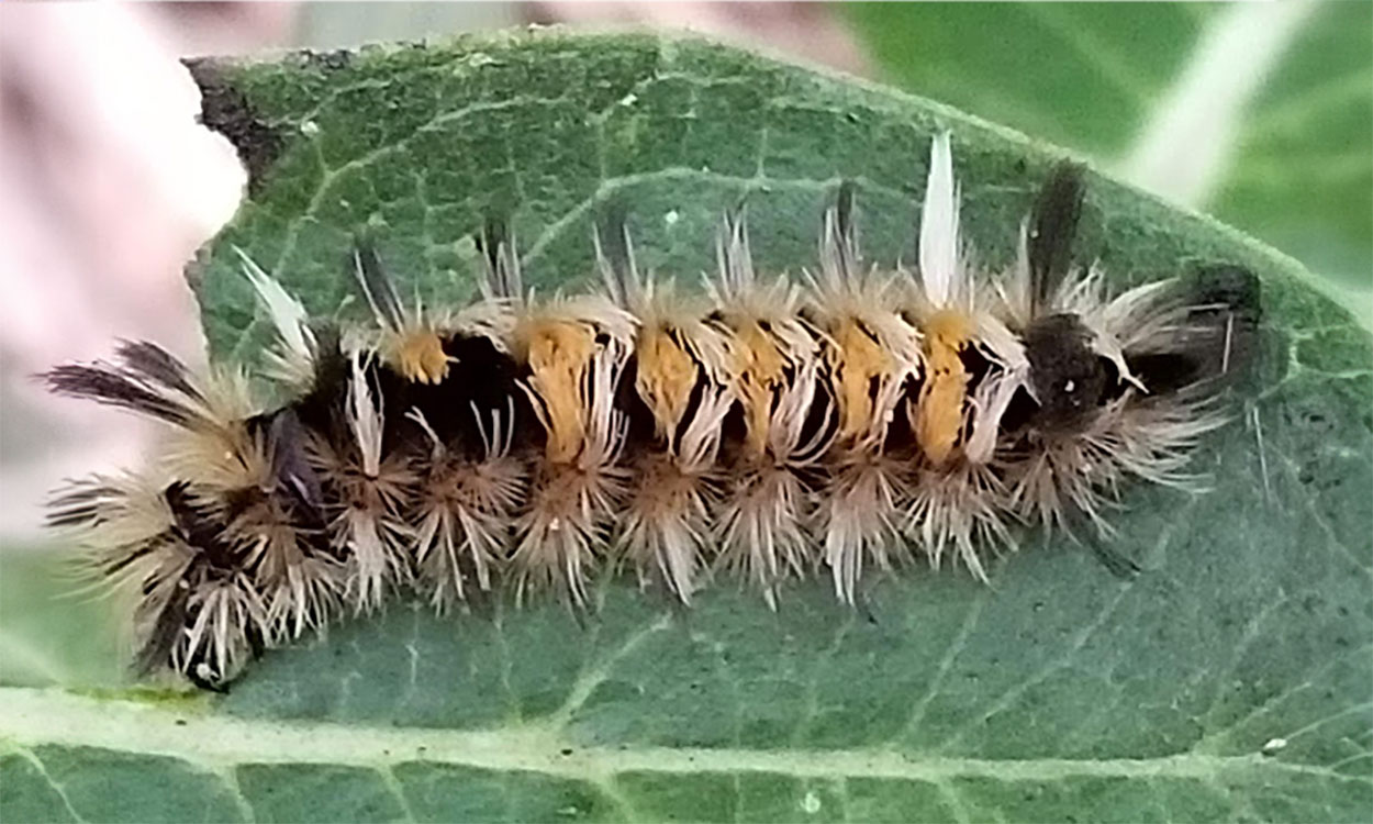 A caterpillar eating a leaf.