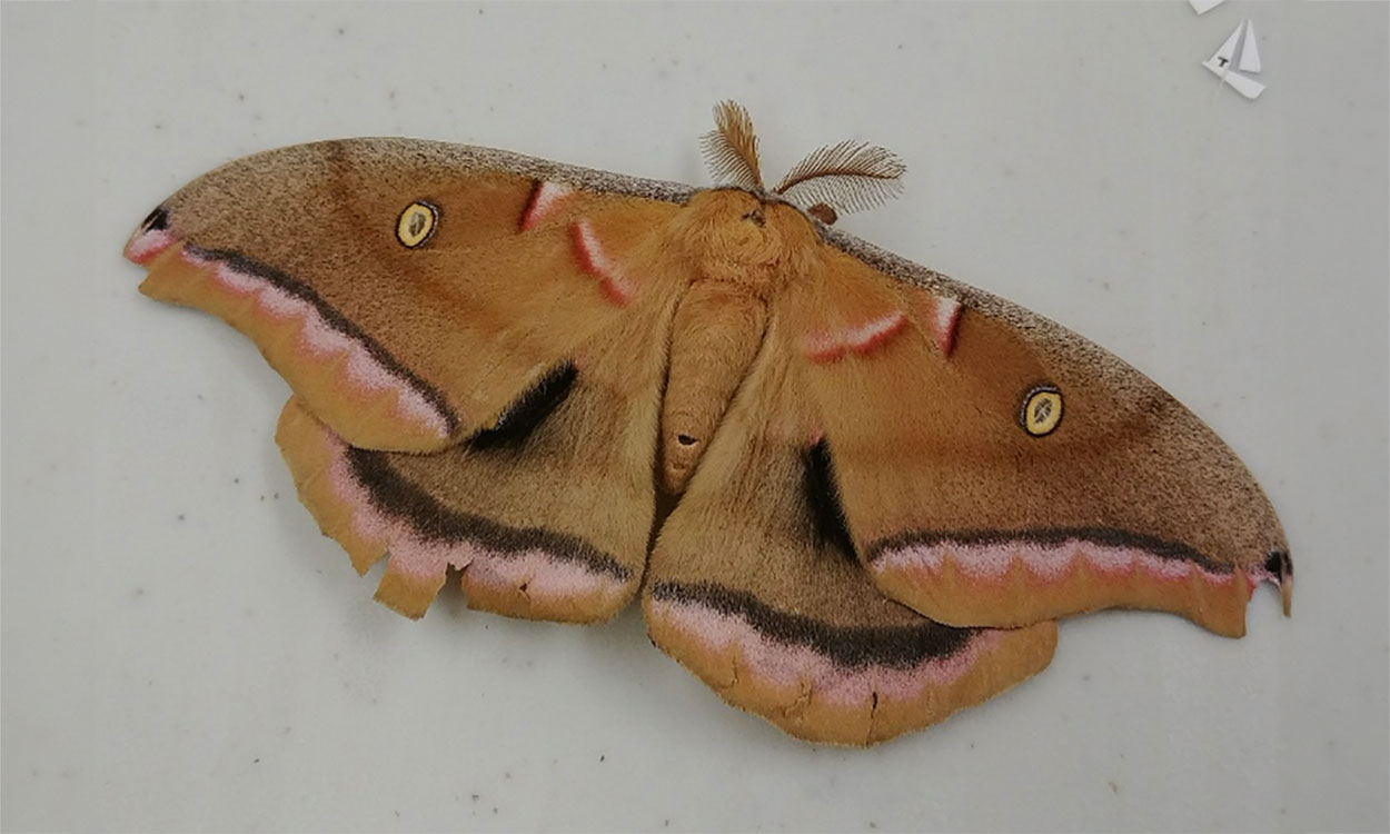 A moth with pink and black wings.