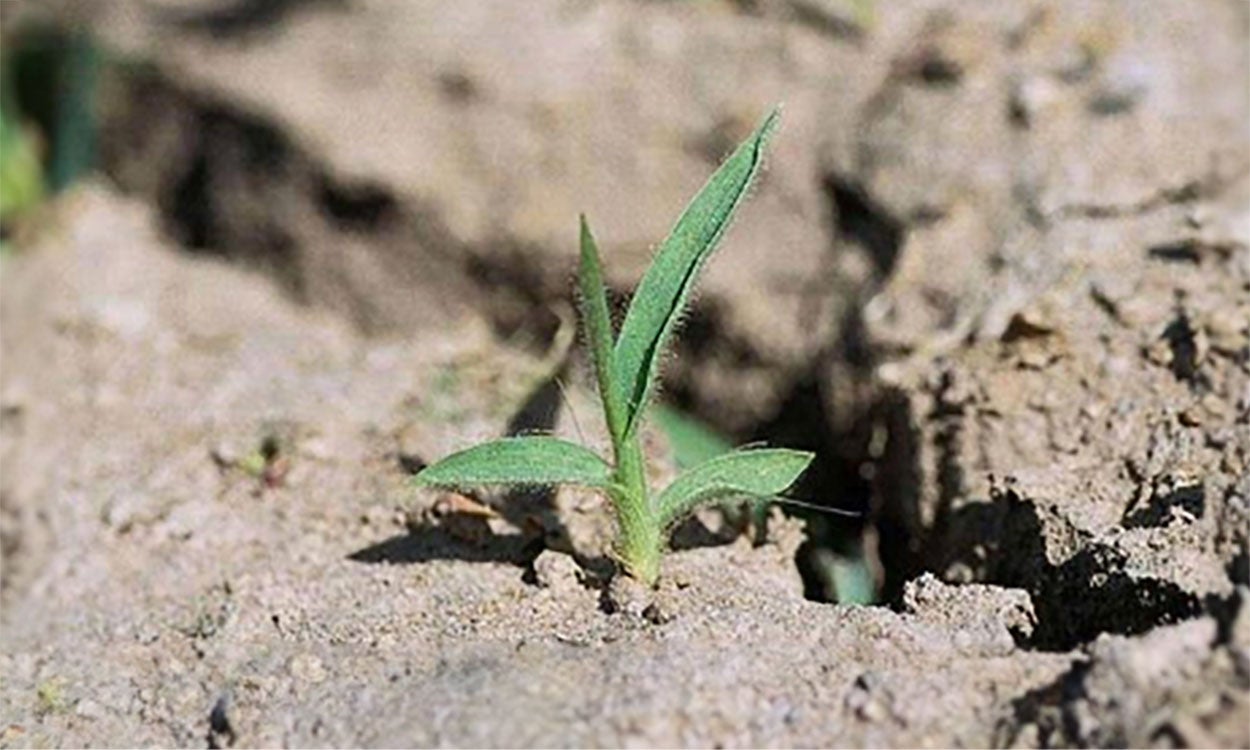 Small, green grass plant amongst brown soil.
