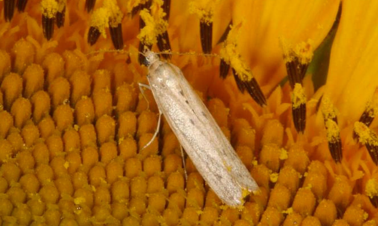 Light colored moth on a yellow sunflower head.