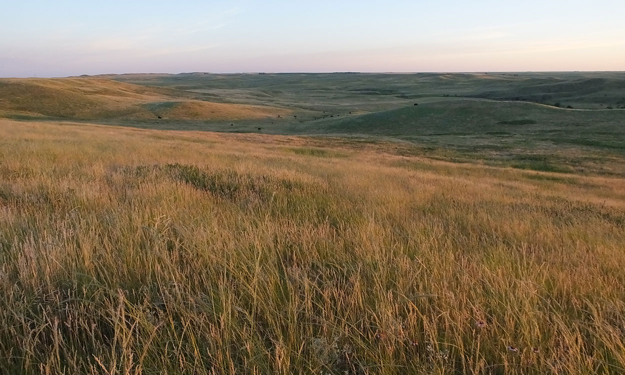 Sprawling rangeland with a diverse mix of native grasses and forbs.