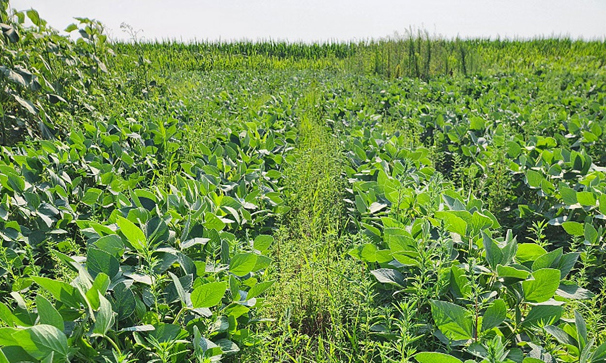 Soybean field with abundant grass and weeds between rows.