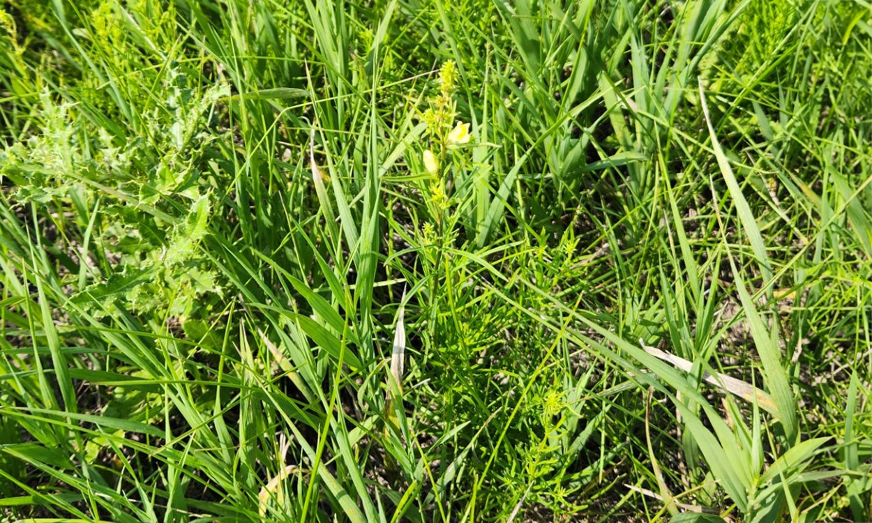 Tall, green grass surrounding a small, green yellow toadflax plant that hasn’t quite flowered yet.