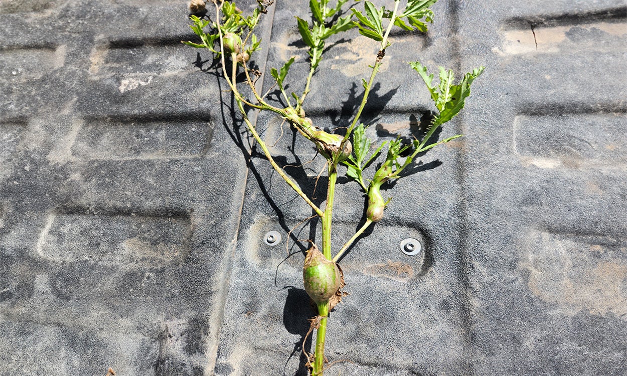 A green Canada thistle with large, round galls throughout.