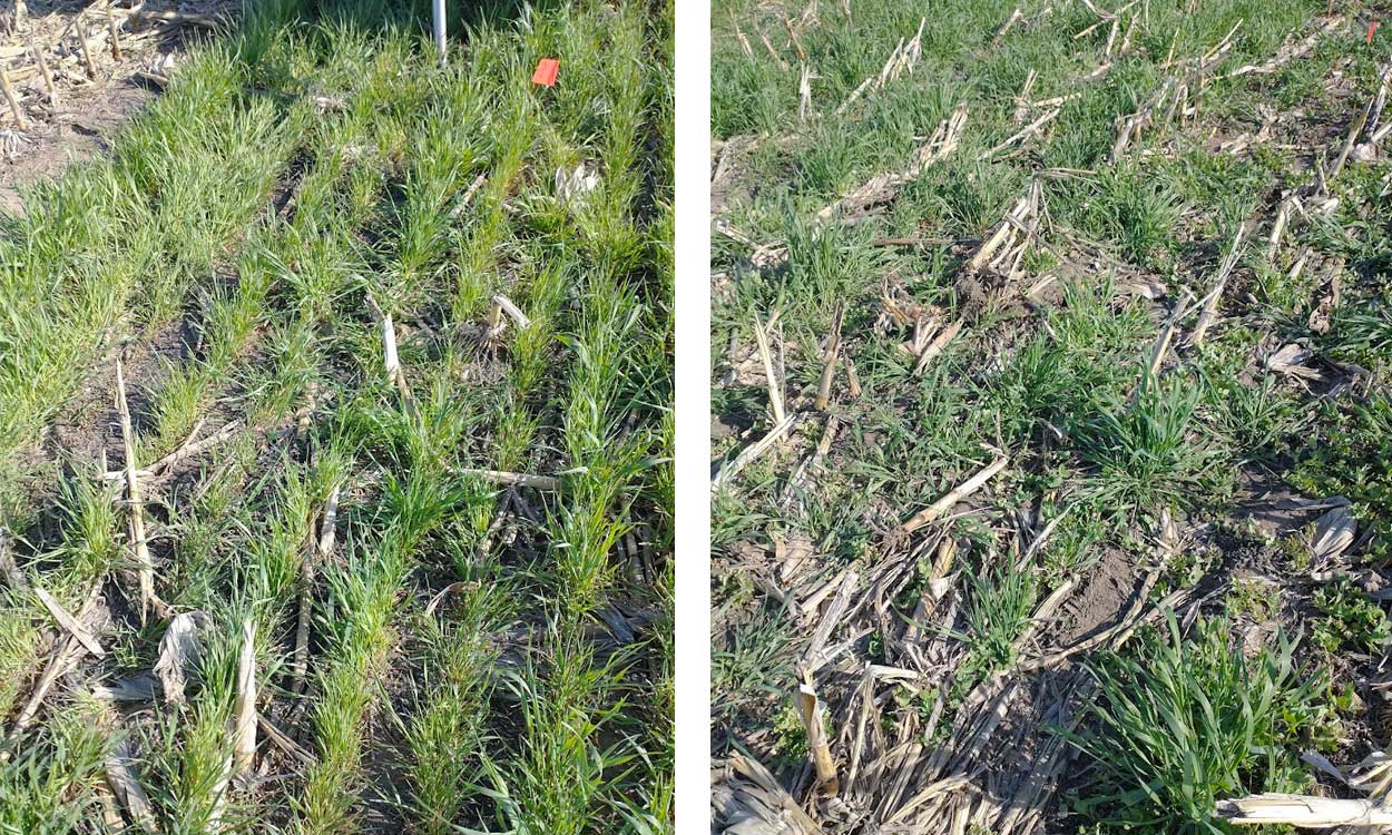 Left: Drill-planted cereal rye cover crop. Right: Pre-harvest broadcast cereal rye cover crop.