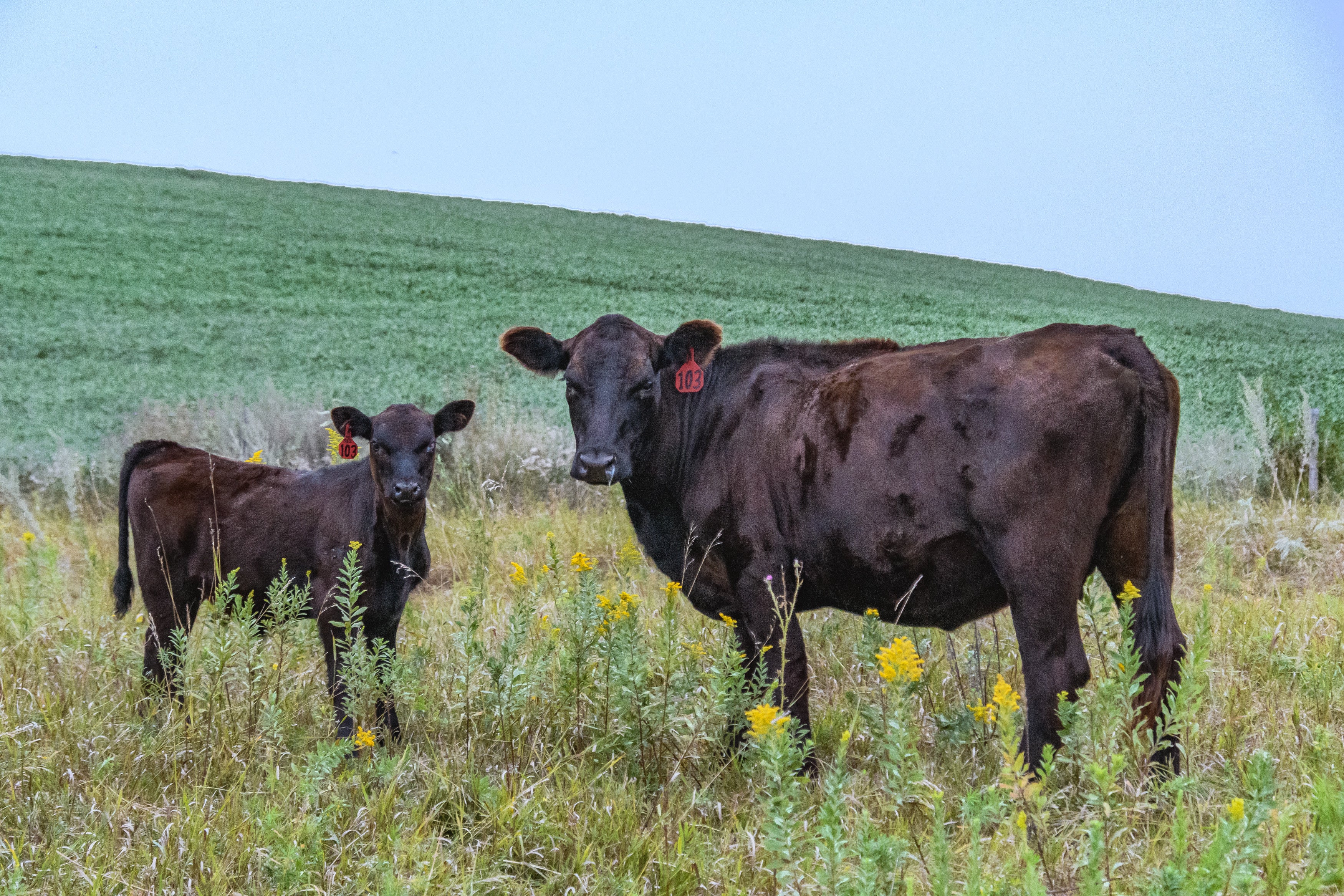 A cow calf pair standing in a pasture
