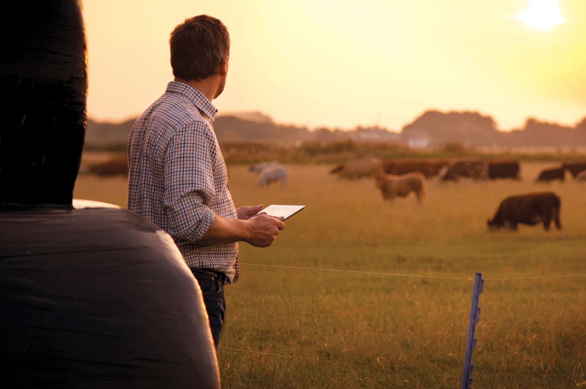 Rancher looking at cattle in a pasture