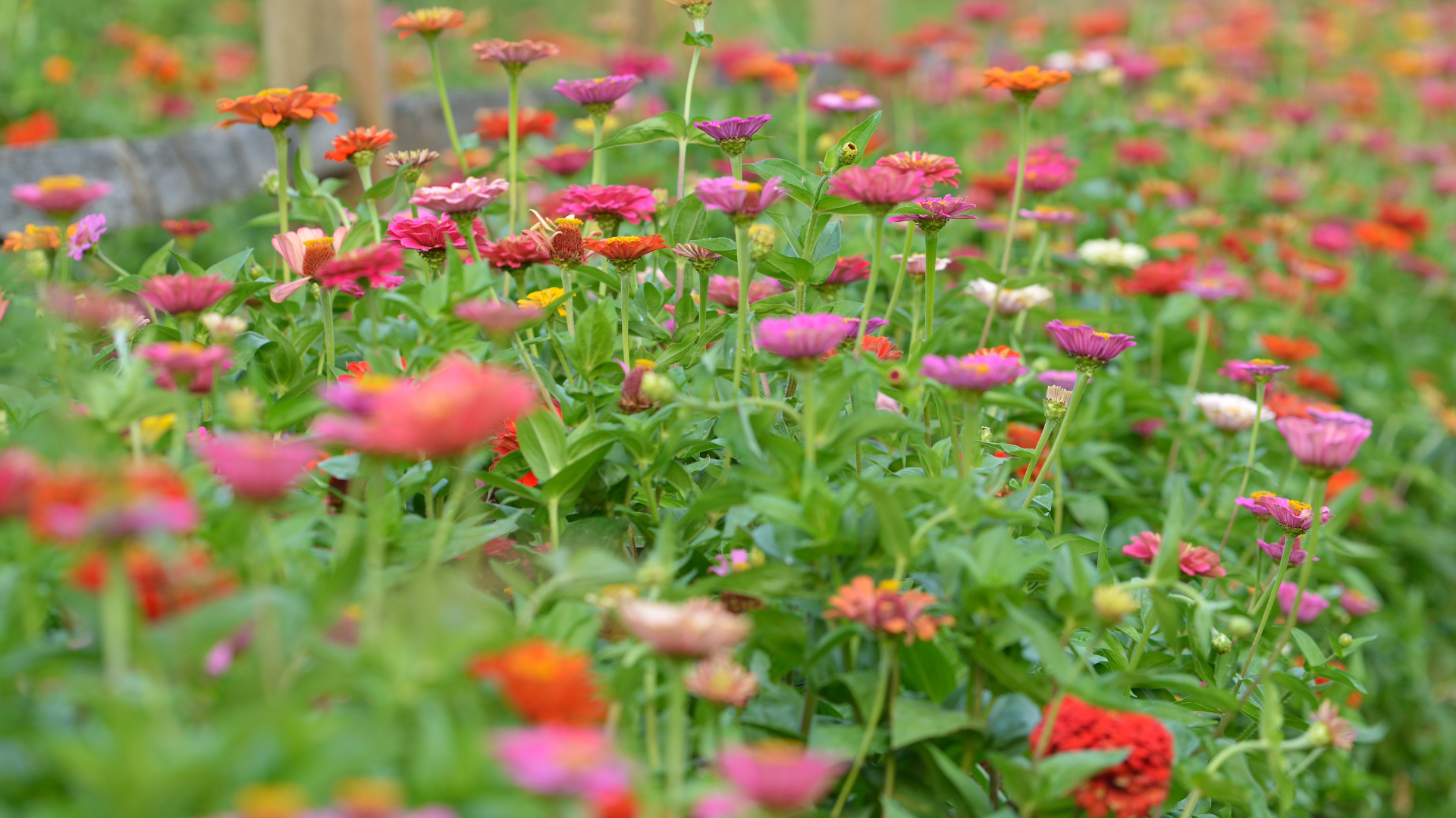 field of zinnia flowers