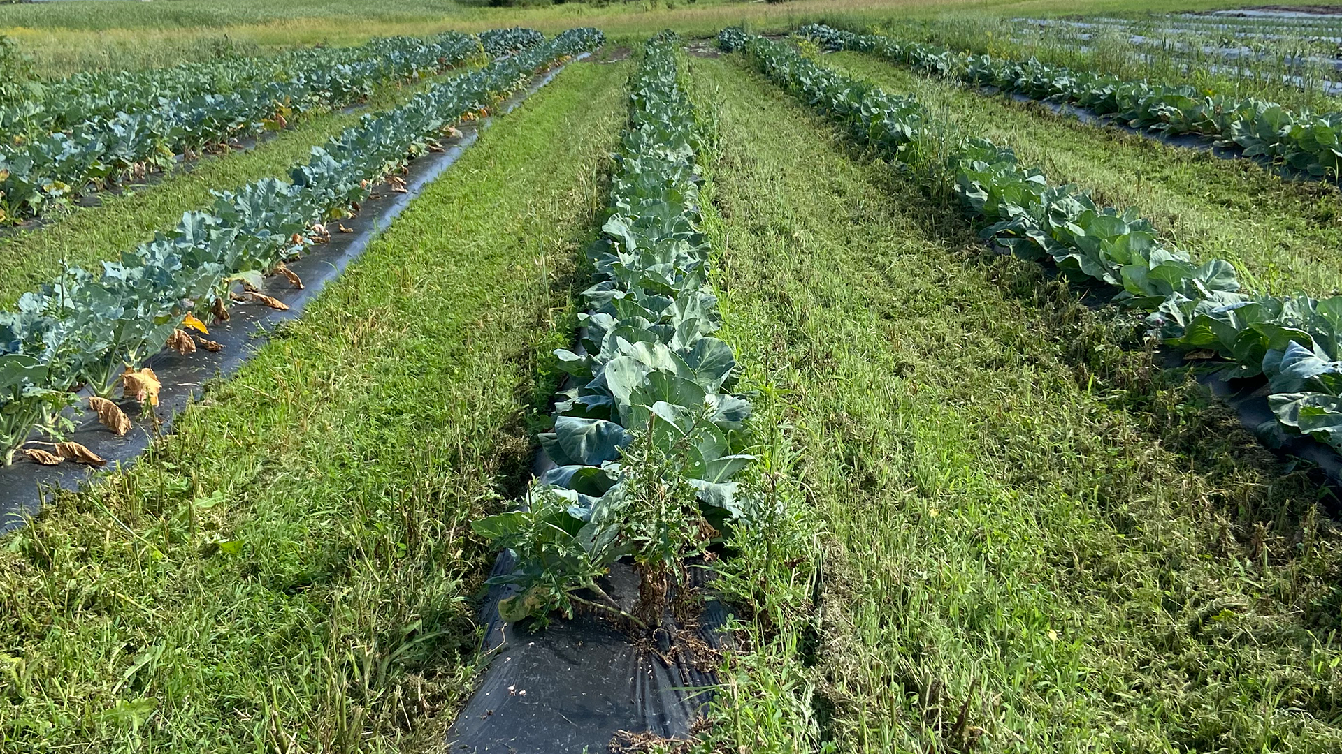 vegetable cover crops