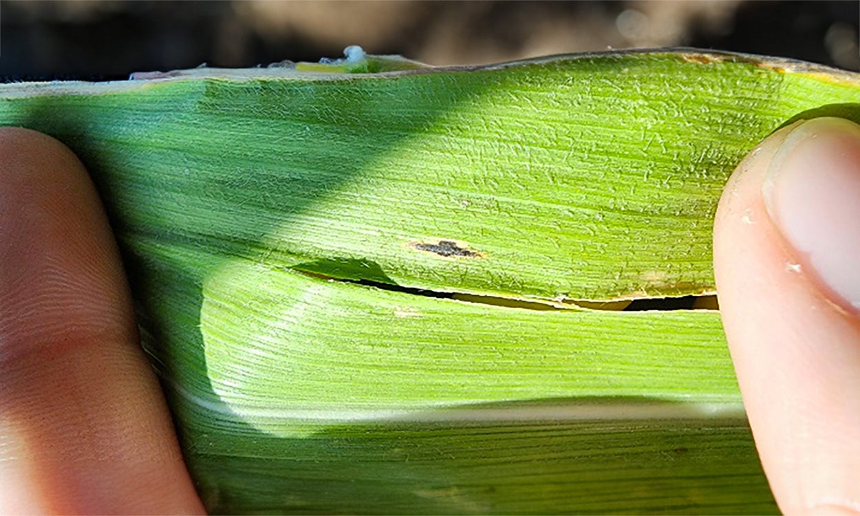 Hands holding a corn leaf with a single tar spot lesion developing.