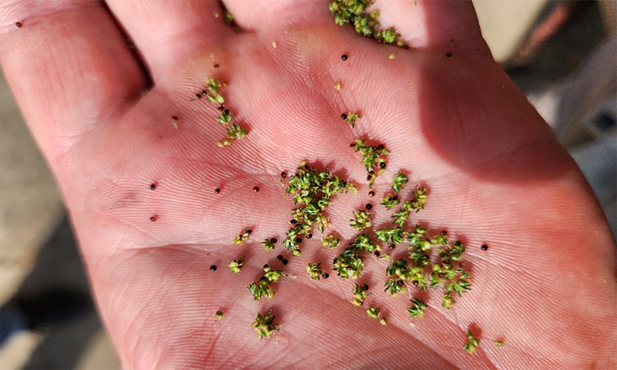 Small, green and yellow florets being held by a hand.