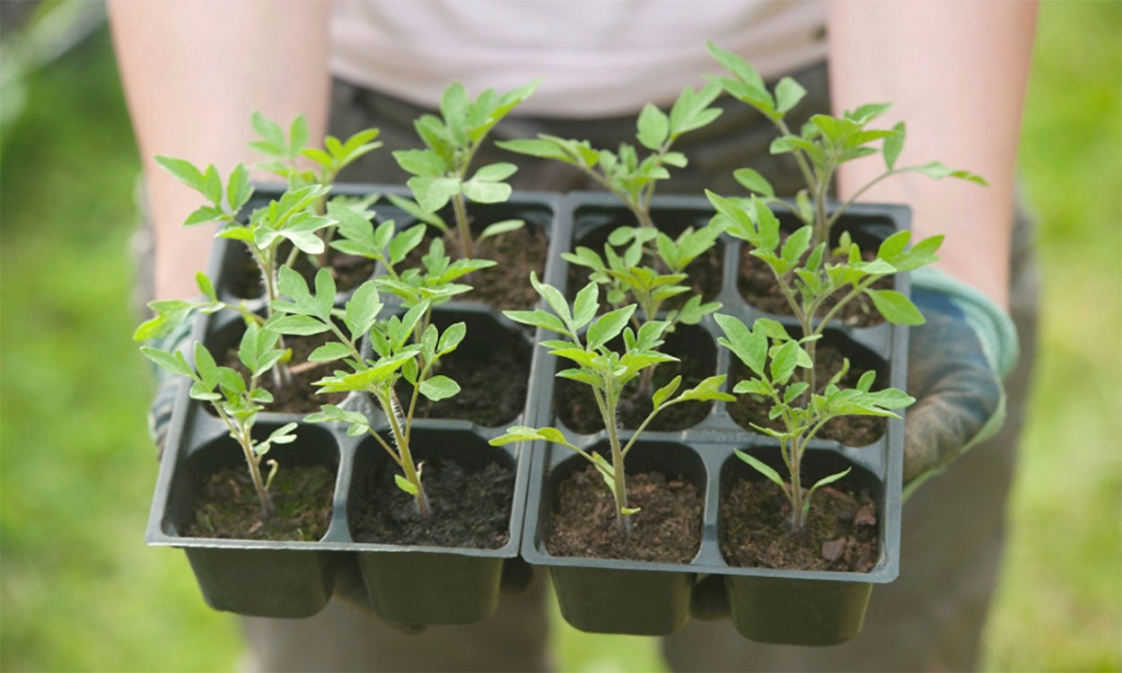 Gardener holding a tray of tomato seedlings ready for transplanting.