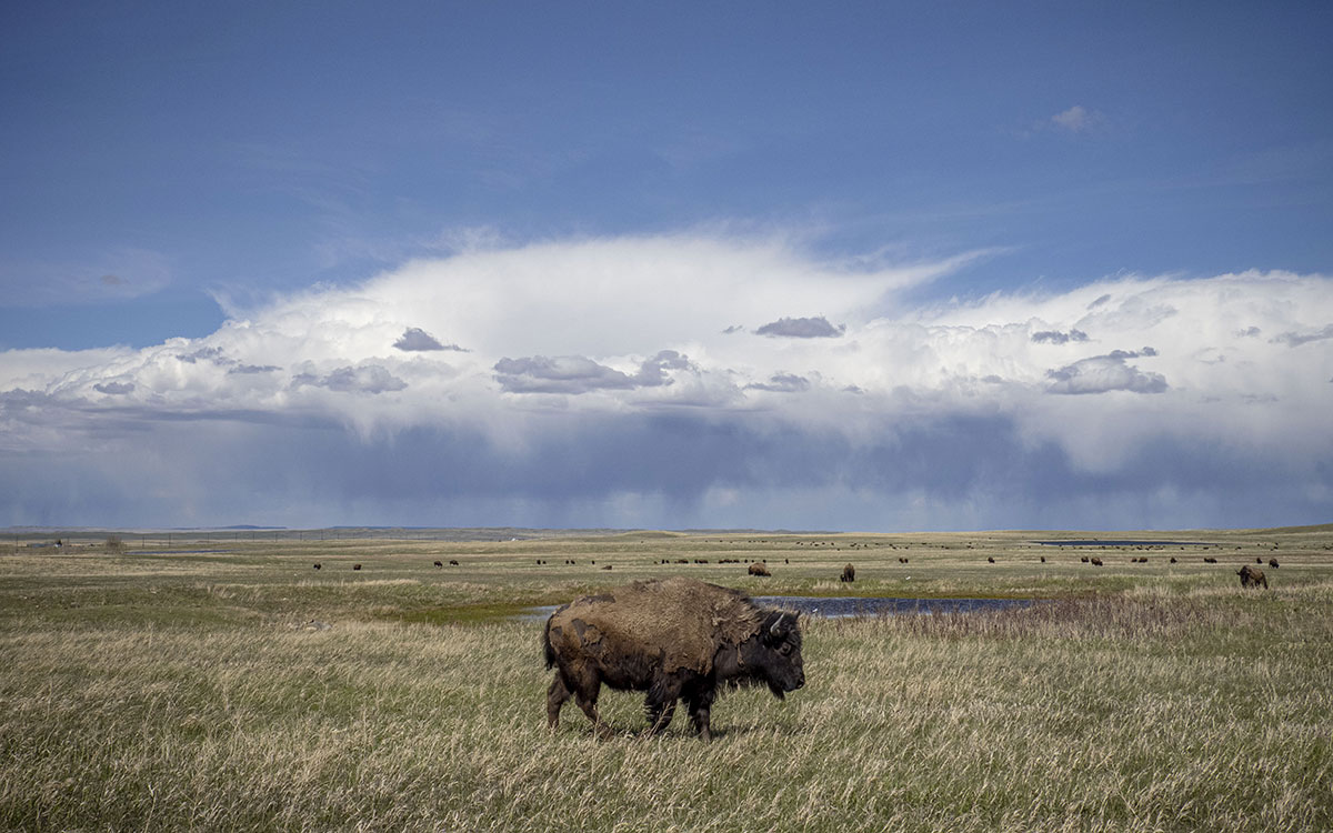 Bison herd grazing on a vast, rolling grassland.