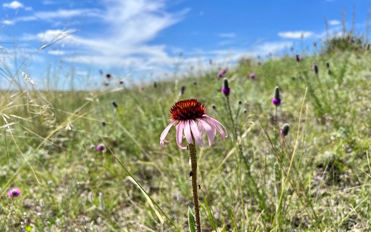A plant community with purple coneflowers and purple prairie clovers growing throughout among many other plant species.