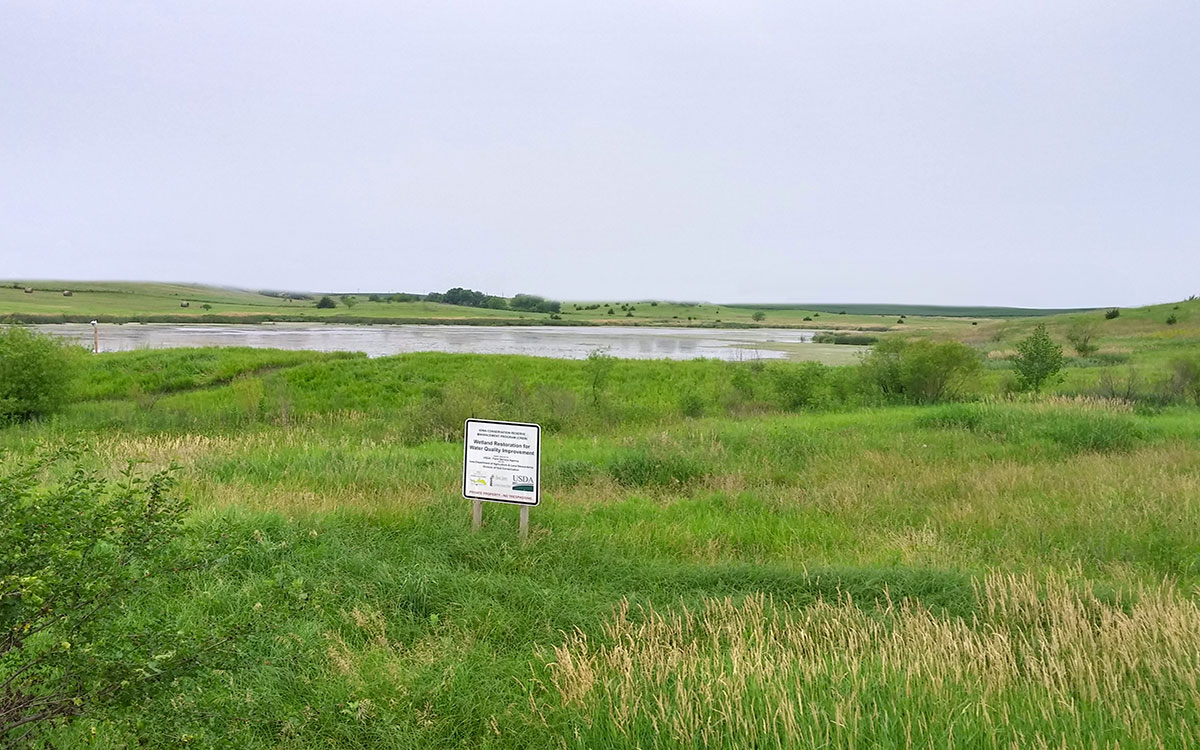 A lush, green riparian area adjacent to a wetland area.