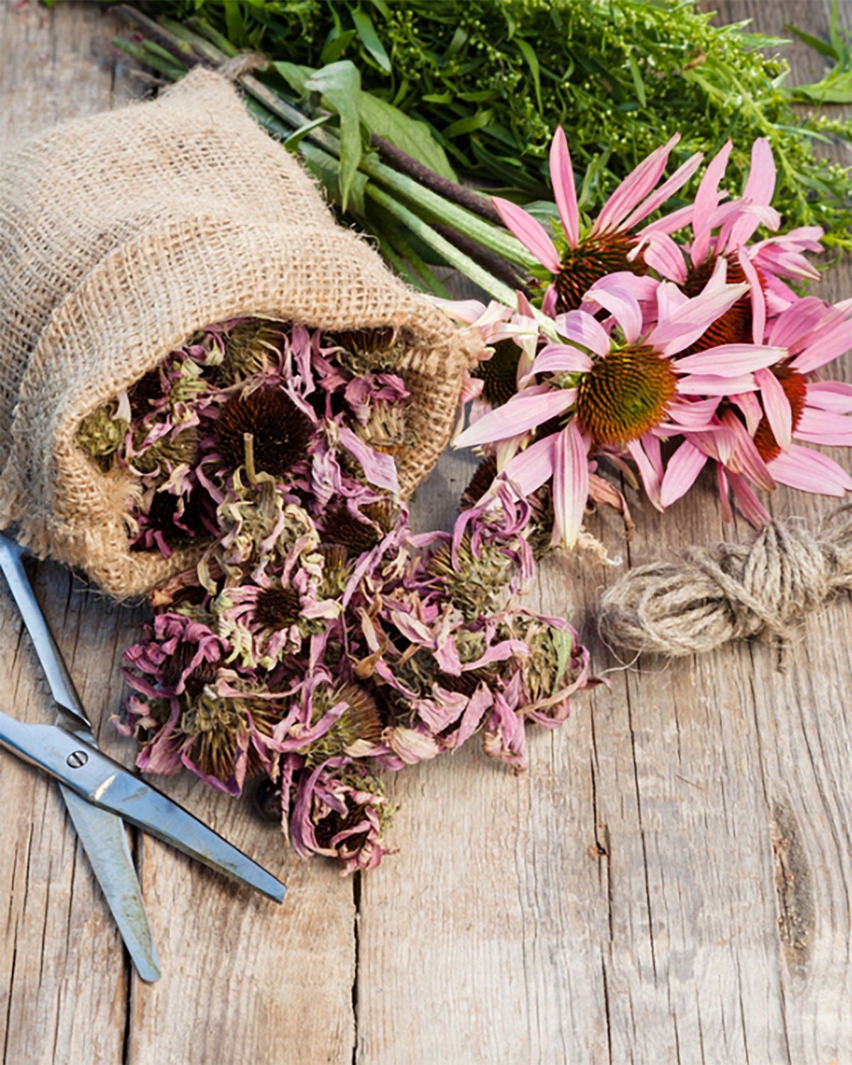 Garden scissors, a burlap seed bag, and several coneflowers gathered for seed harvest.