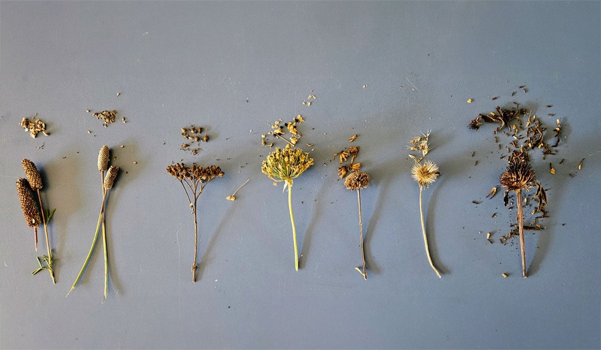 Seven different prairie flowers that have gone to seed arranged on a tabletop.