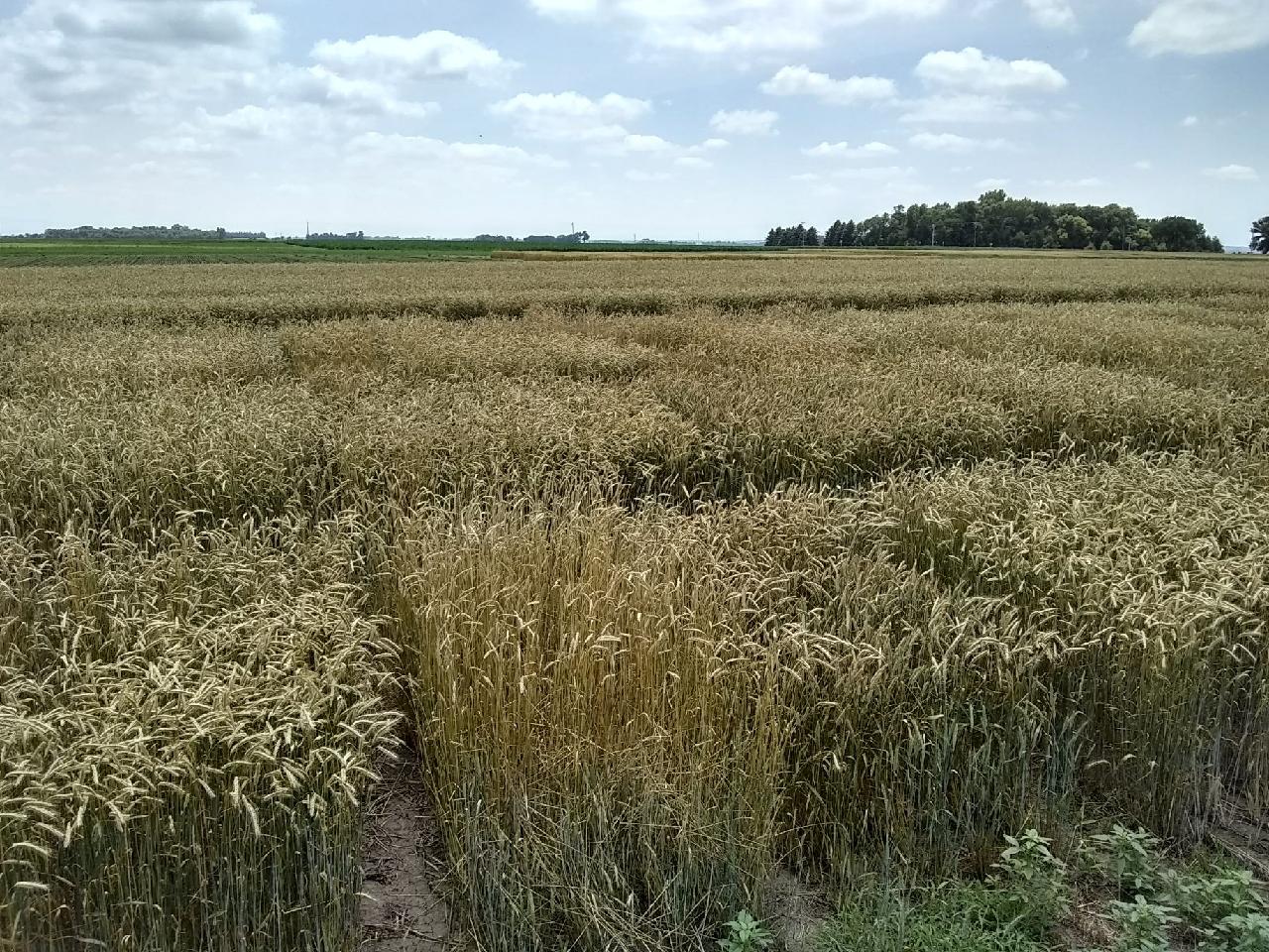 Rye test plots