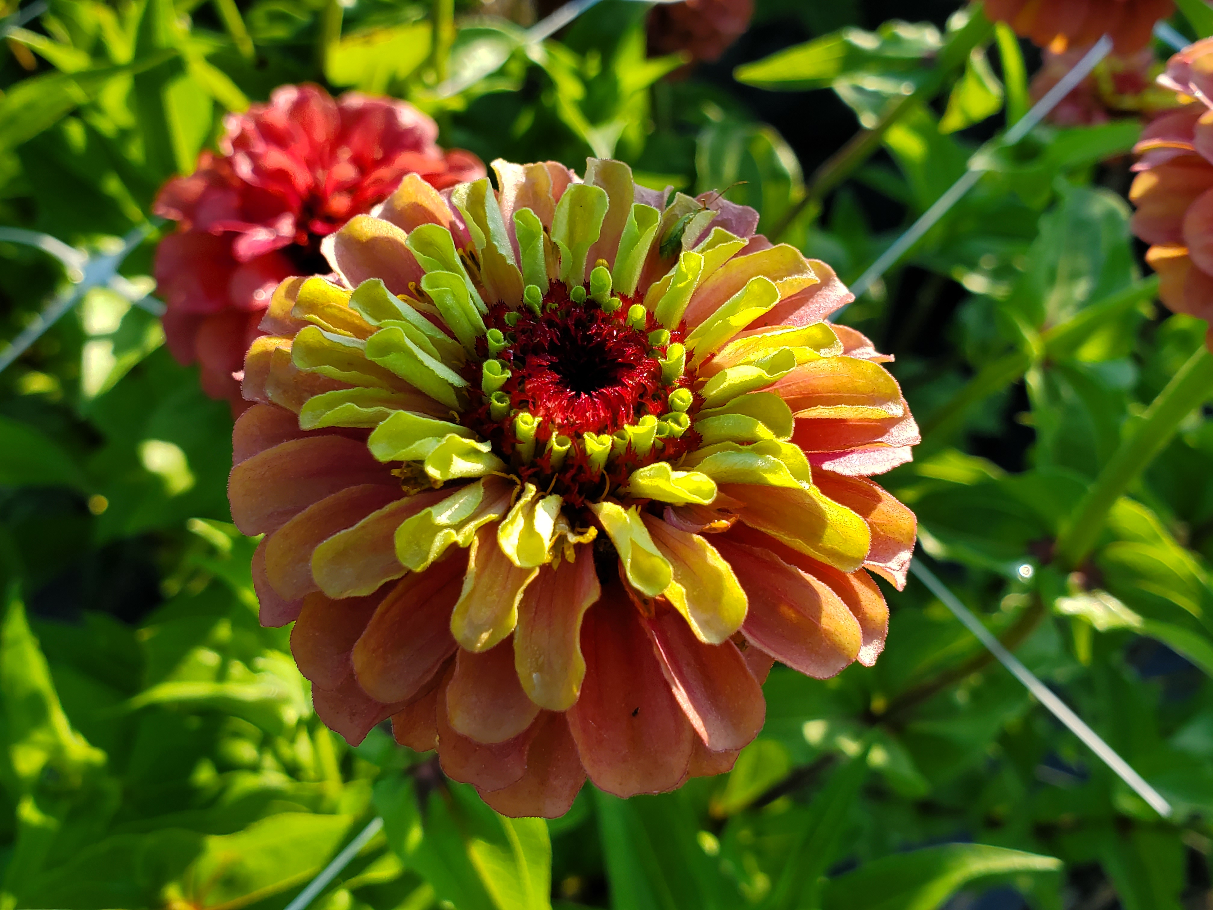 A close-up of an orange-and-yellow zinnia bloom