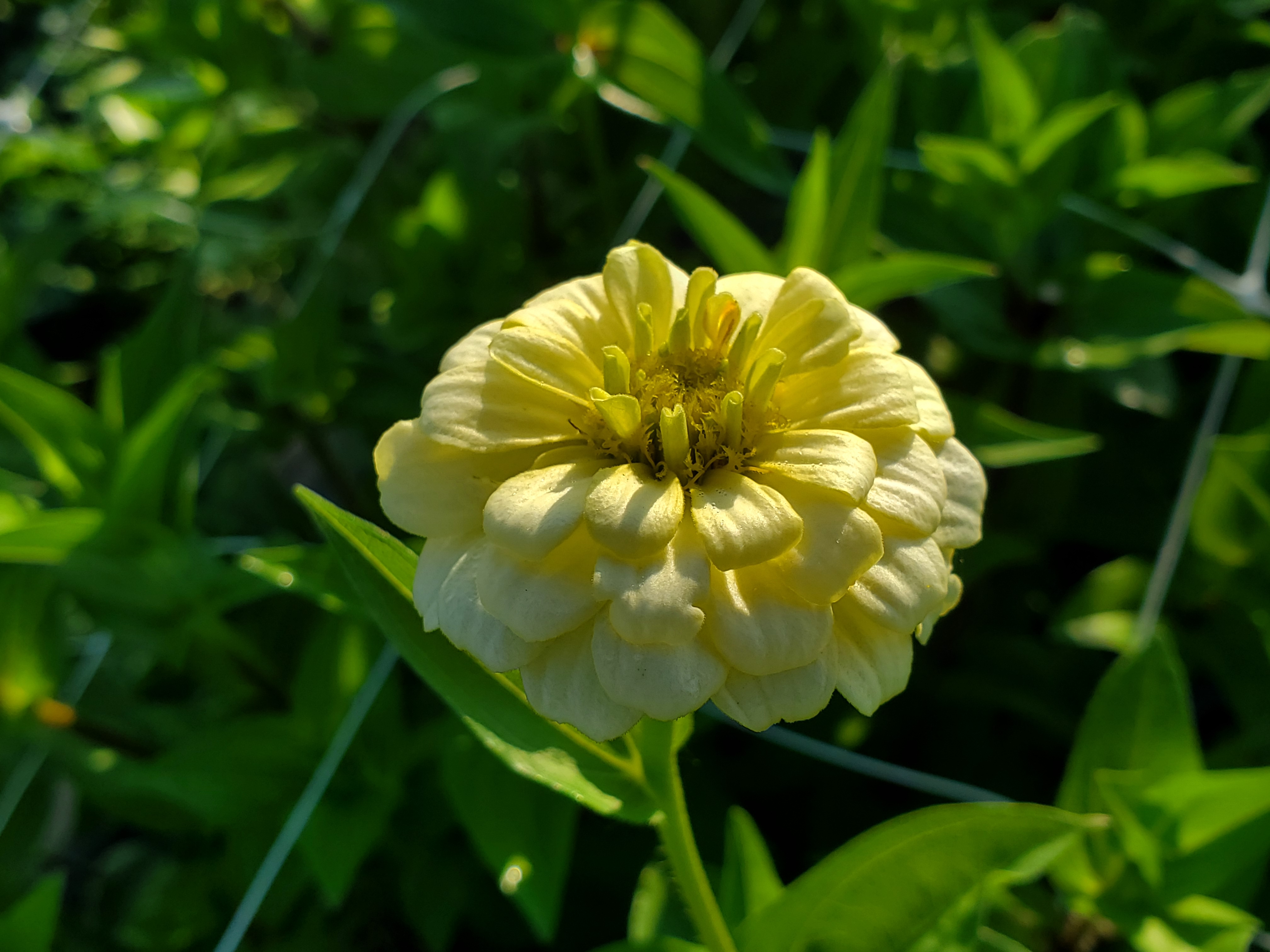 A pale yellow zinnia bloom is shown close-up
