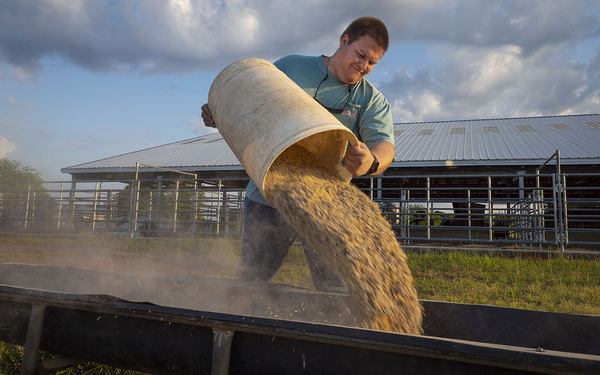 Male rancher dumping a bucket of feed into a feeding trough.