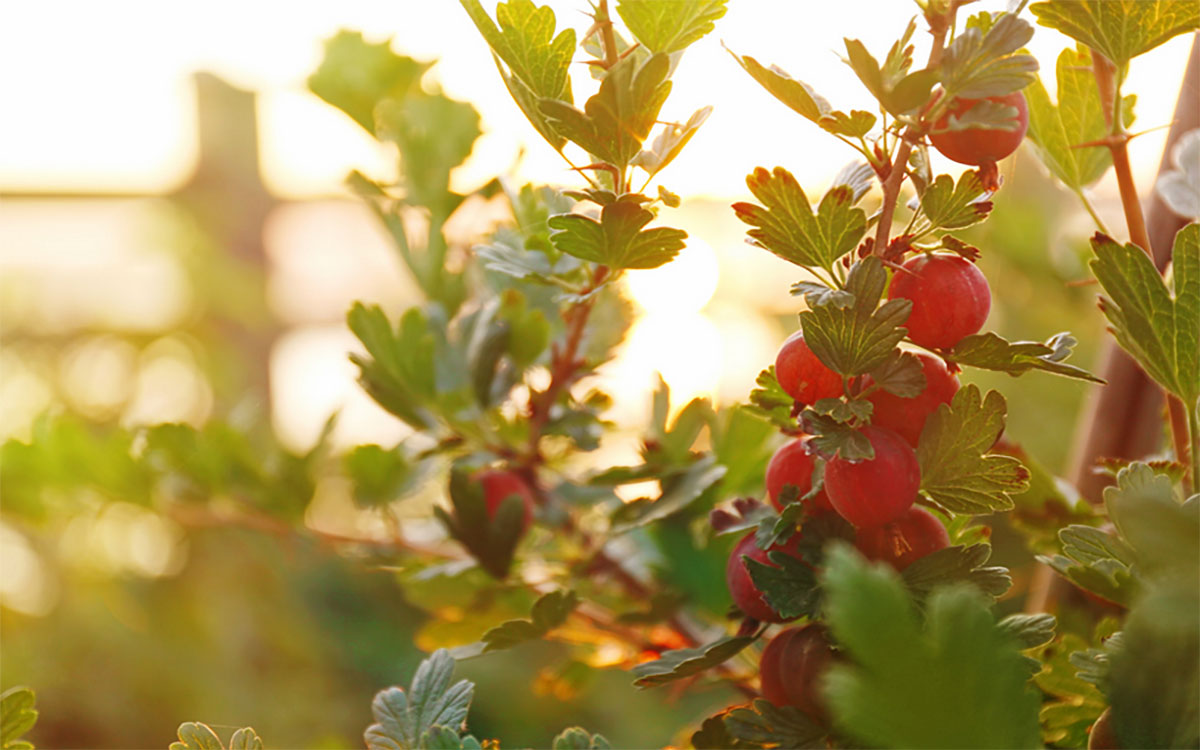 Gooseberry bush in a garden with bright, red berries dangling from its branches.