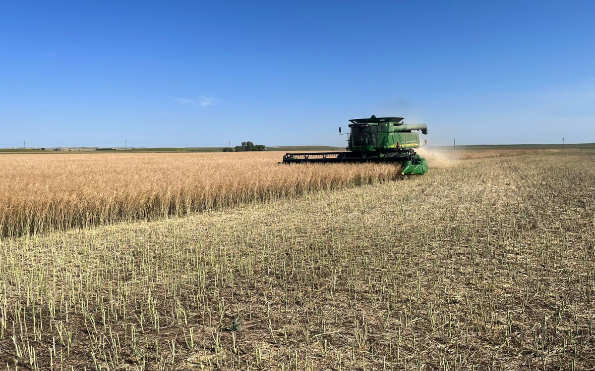 A green combine harvesting canola in a field.