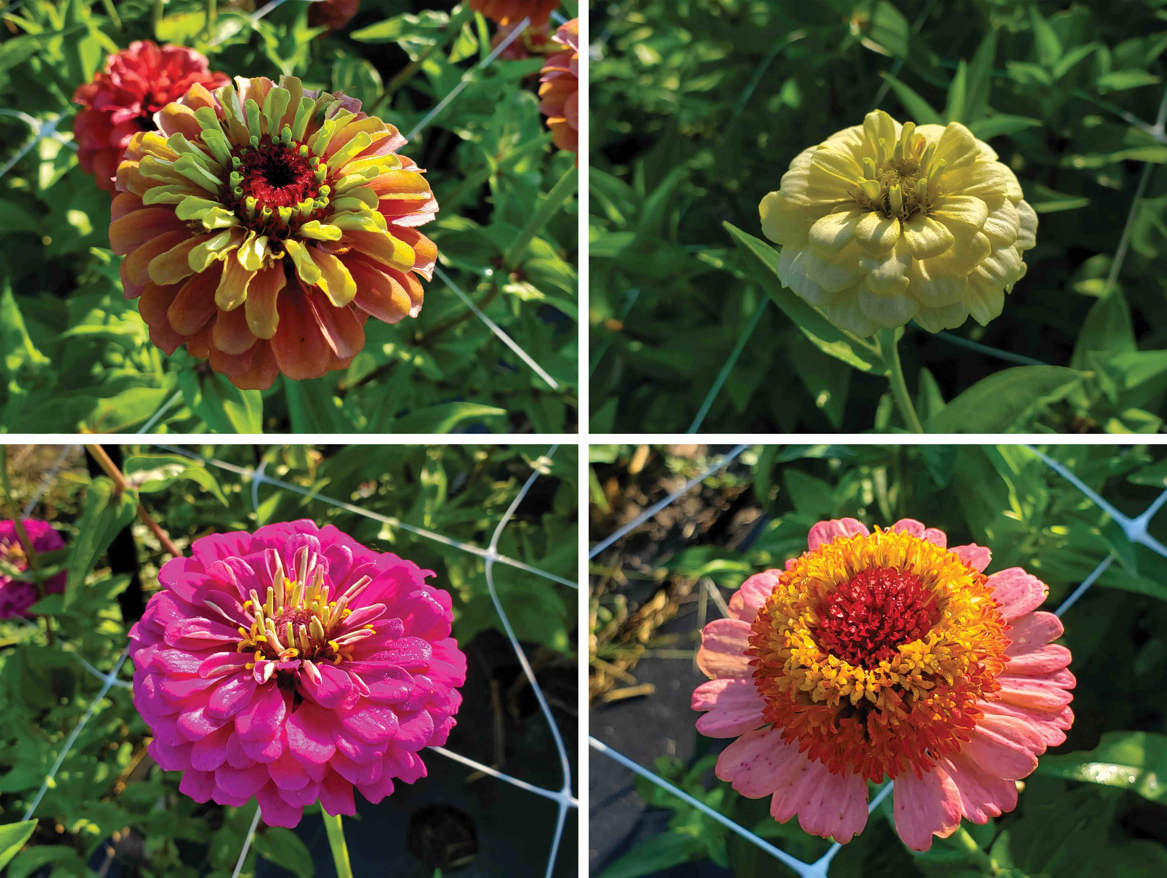 Four blooms are shown in close-up, one multi-colored, one white, one fuschia and one orange-and-pink
