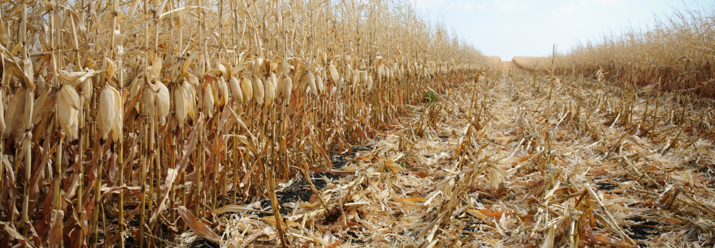 A corn field that is being harvested