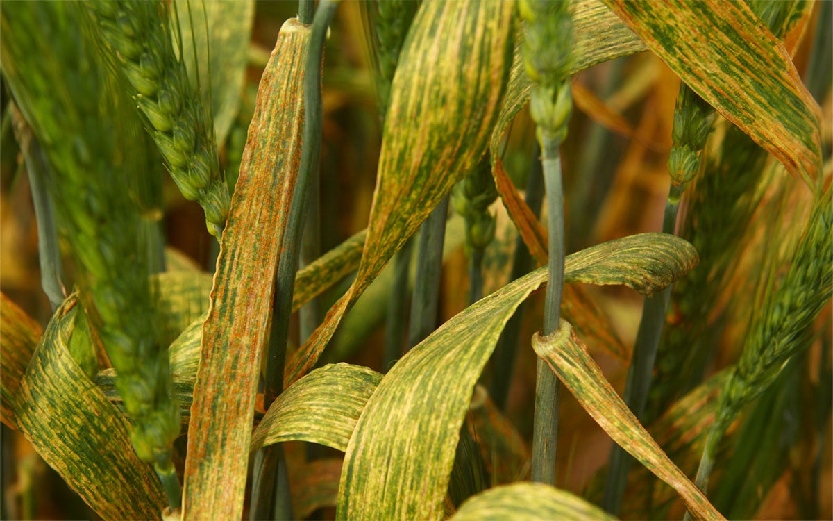 Wheat plants exhibiting severe symptoms of rust.