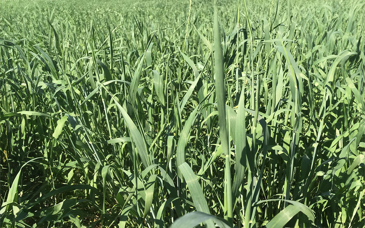 Lush, green forage growing in a field.