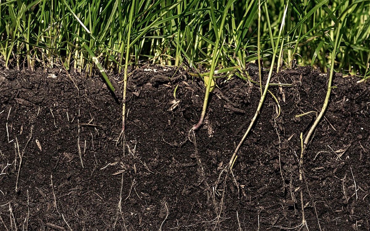 A plot of land from the side, with plant roots growing down into the soil