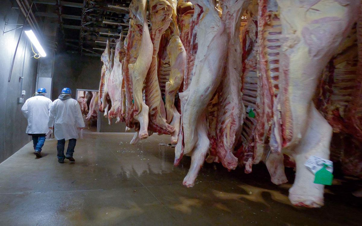 Two meat inspectors walking along a line of hanging beef carcasses.