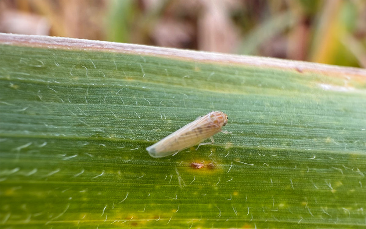 Corn leafhopper resting on a corn leaf.