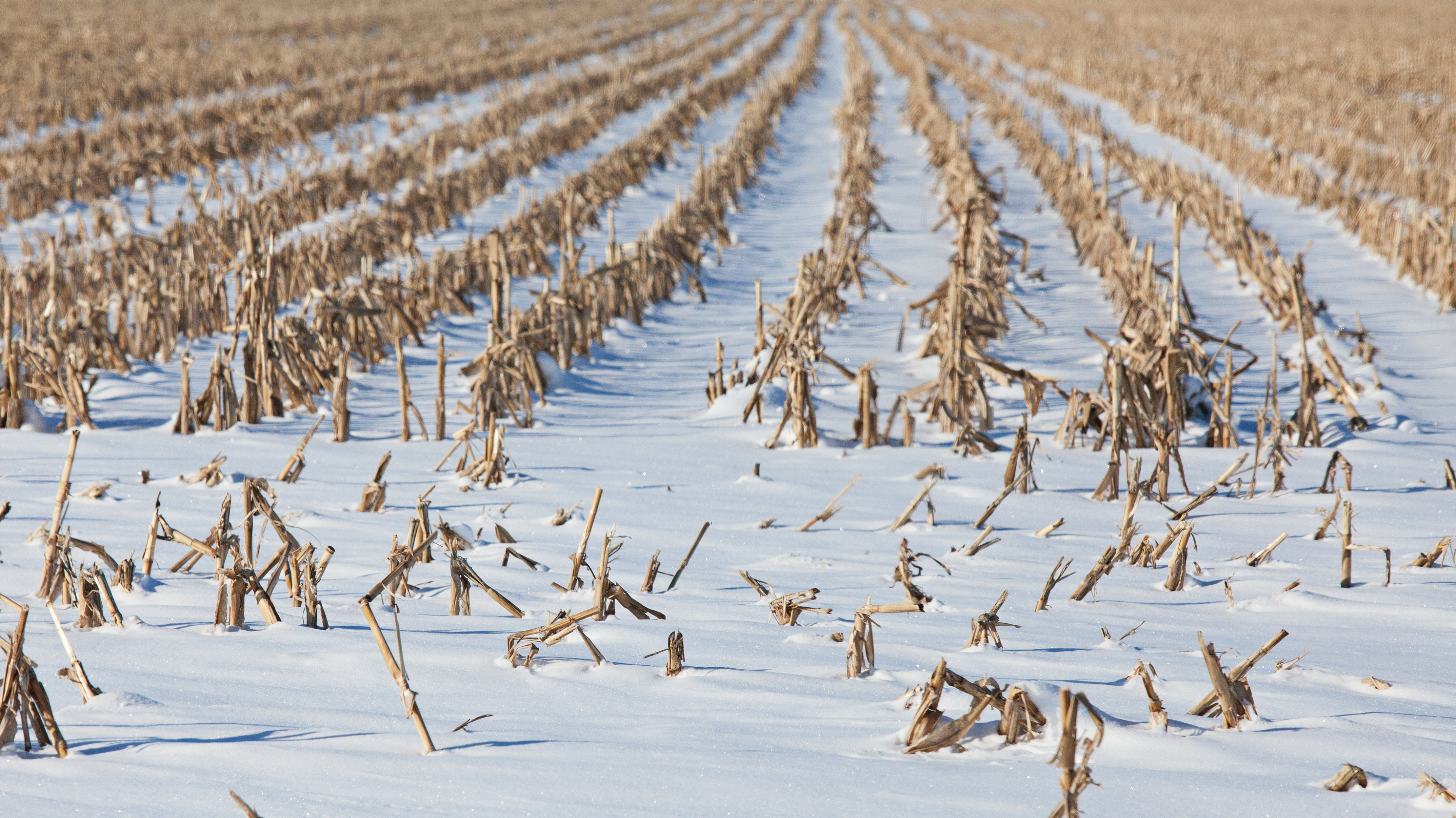 Snow covered cornstalks