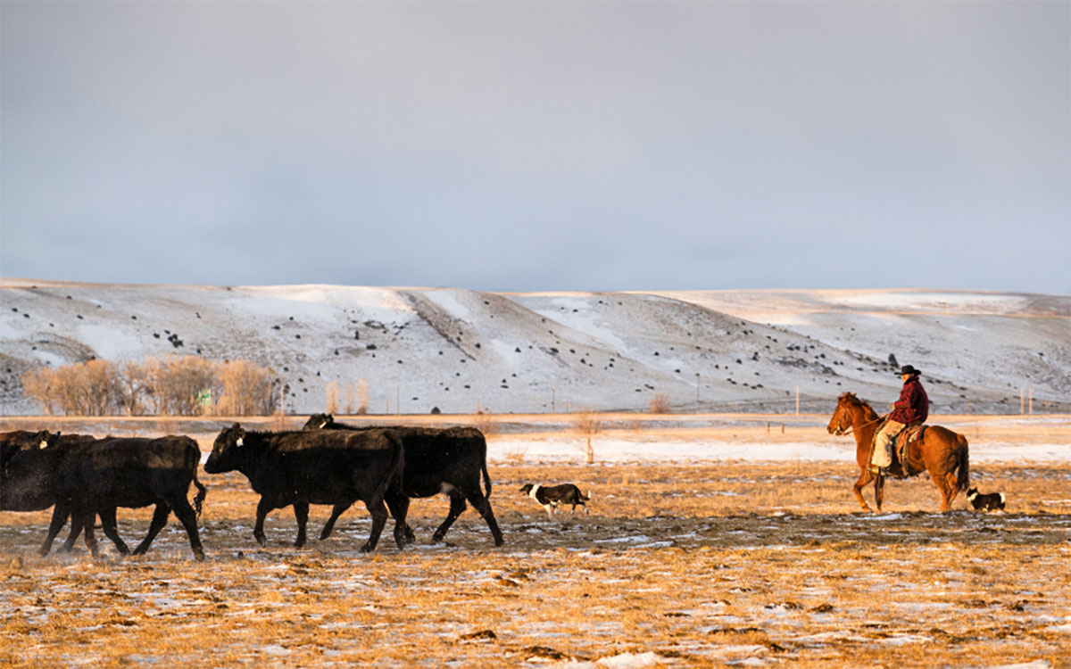 Rancher on horseback moving a group of black cattle in winter pasture.