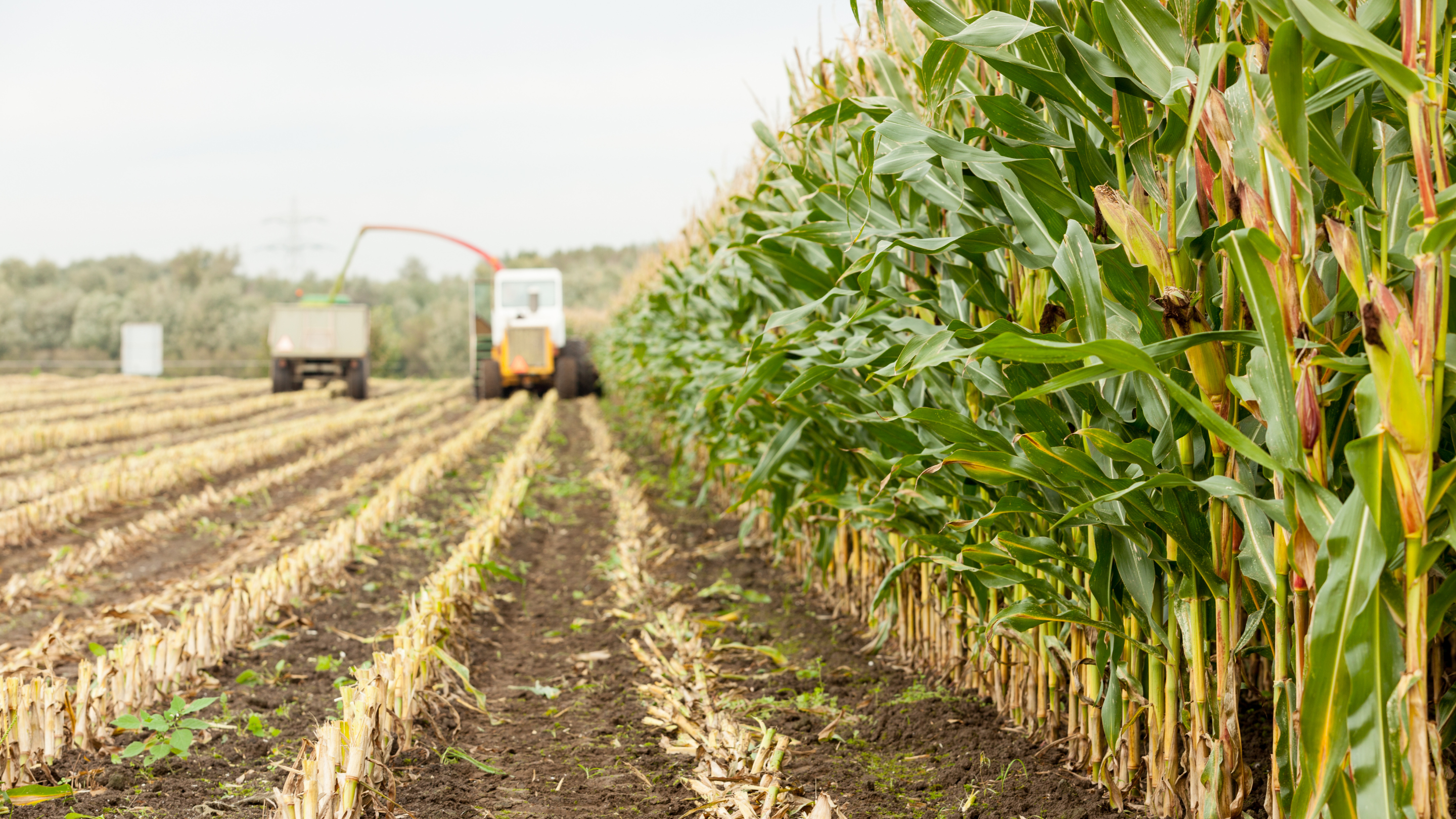 corn being chopped for silage