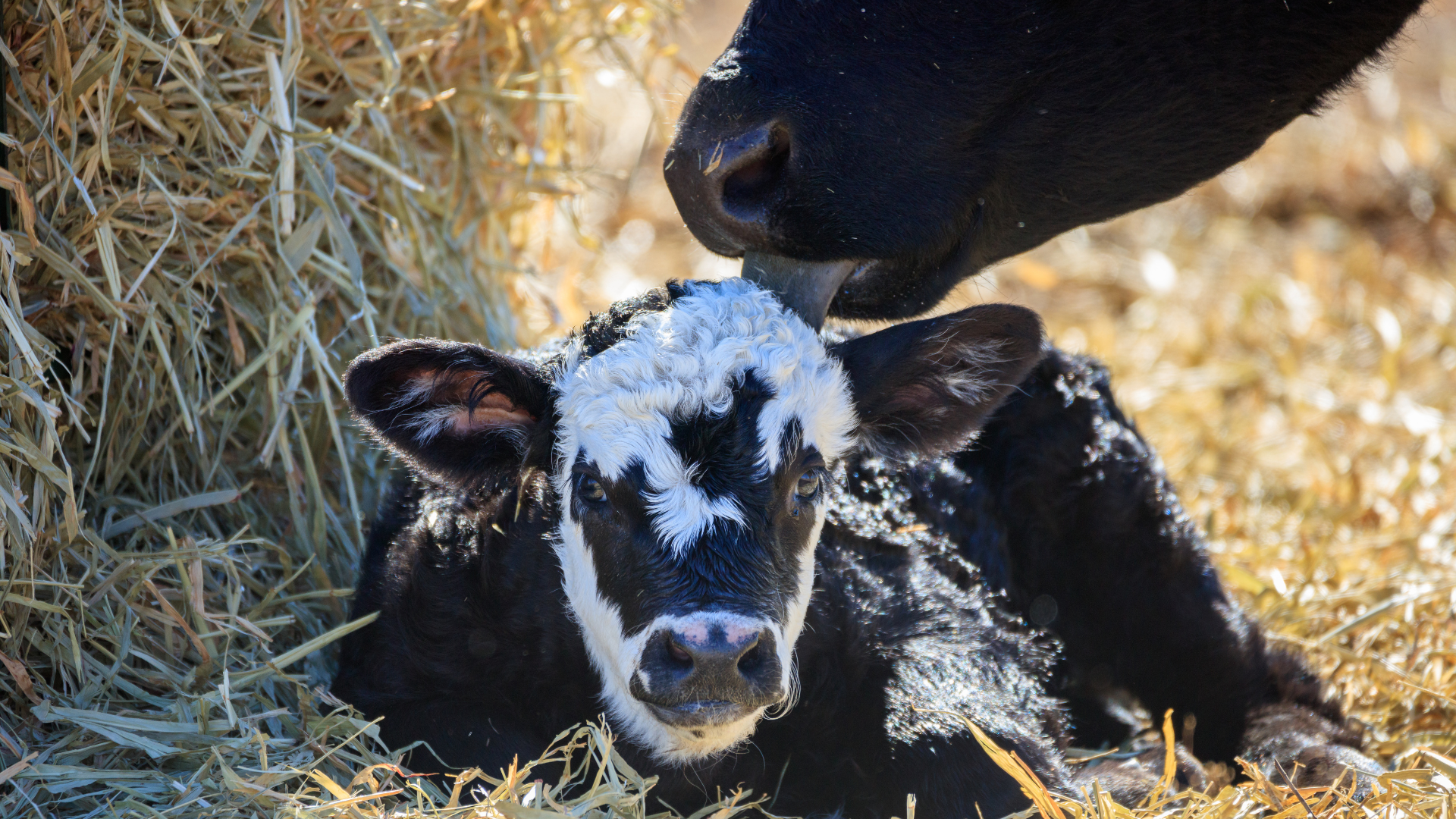 Beef calf