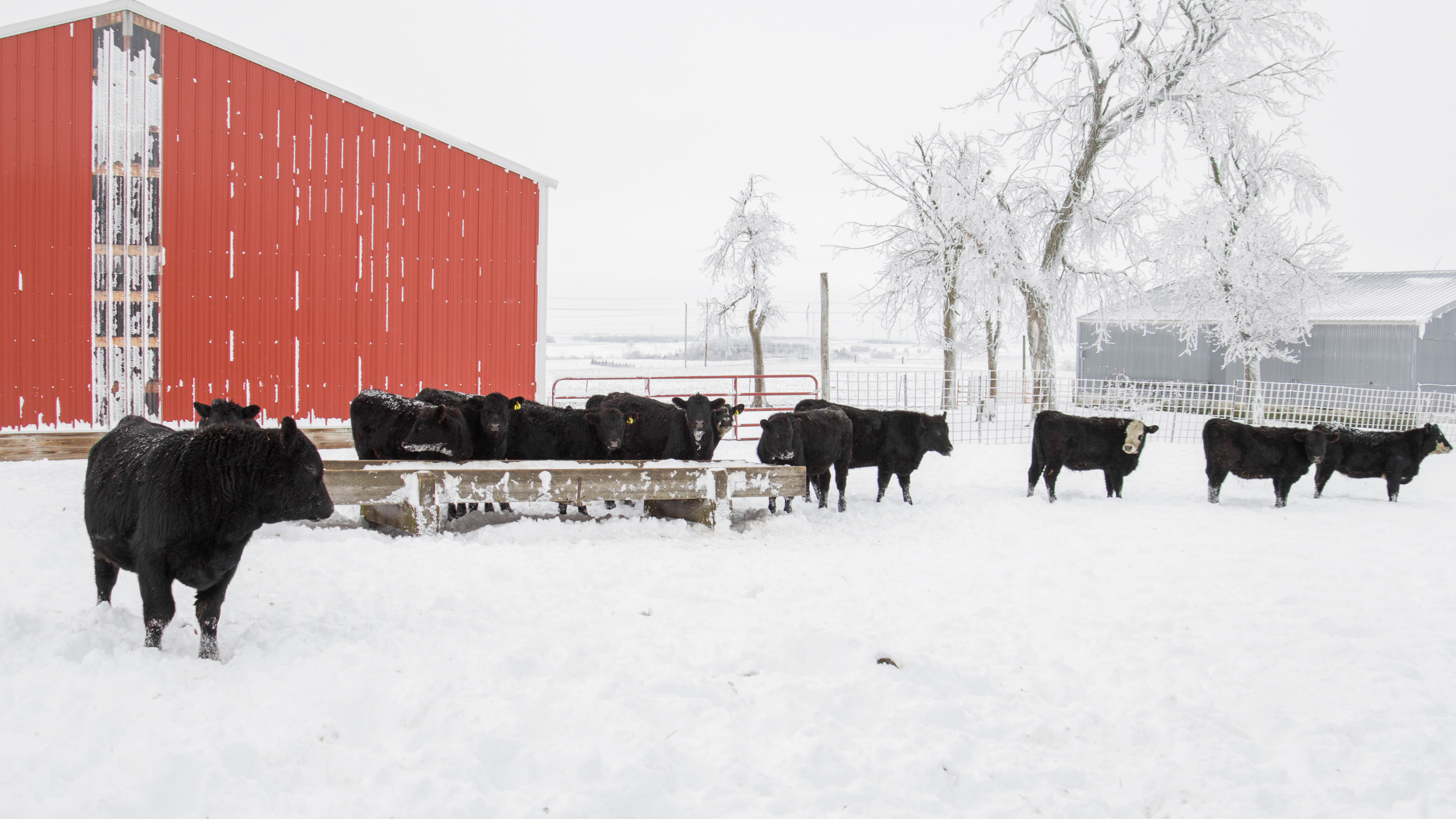 Beef cattle in a snow covered feedlot