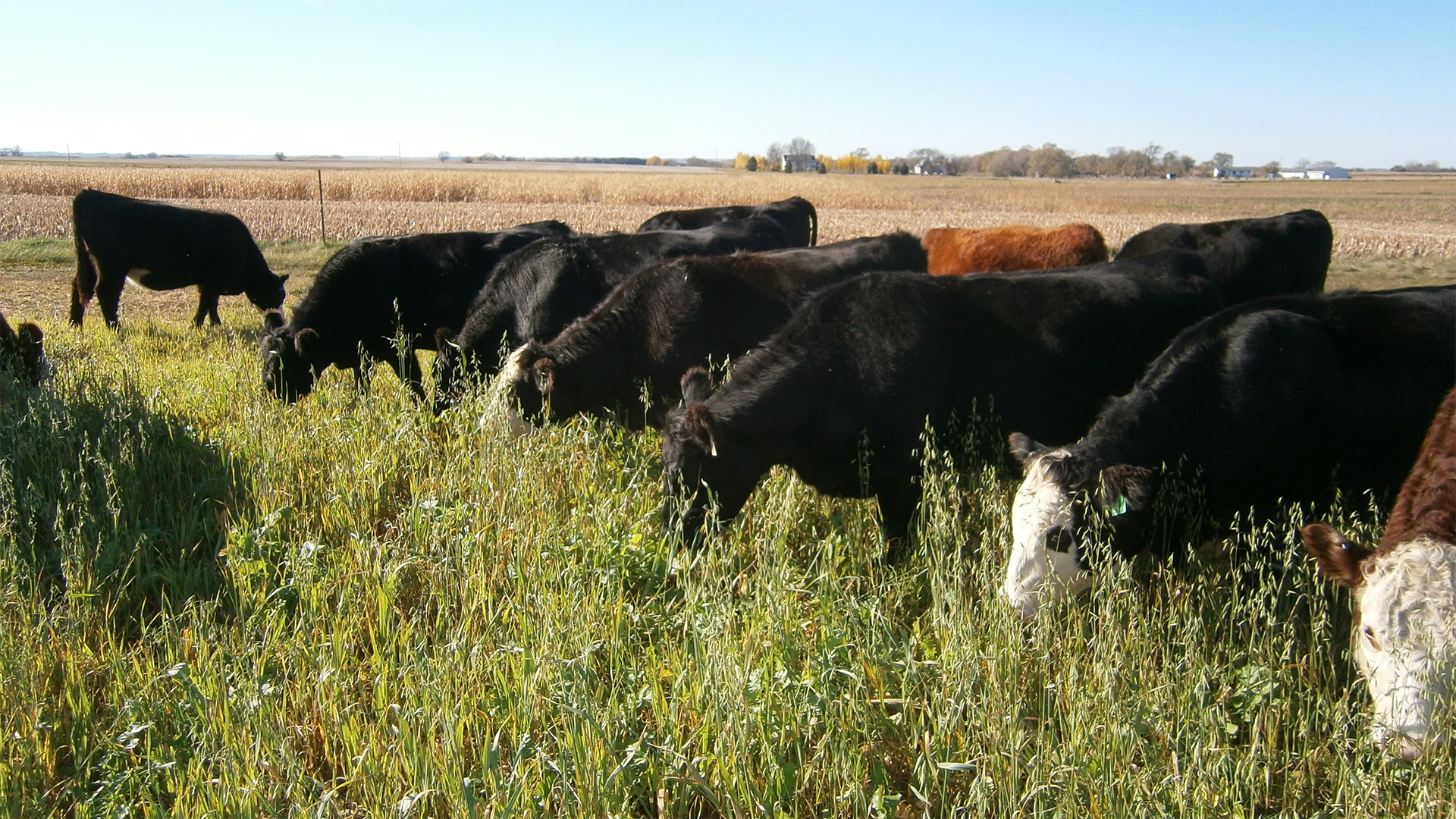 Beef cattle grazing alternative crop