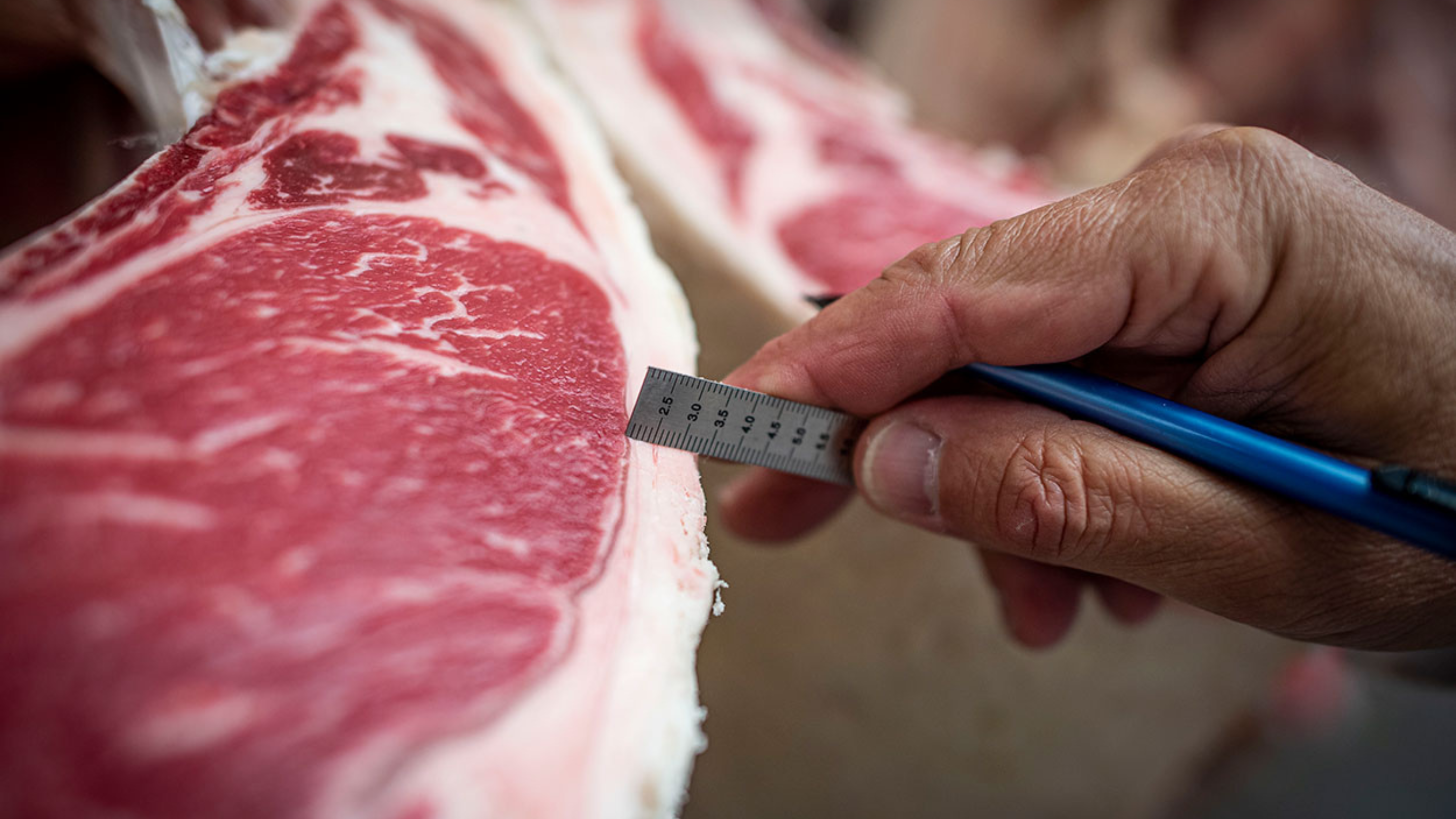measuring fat on a piece of beef