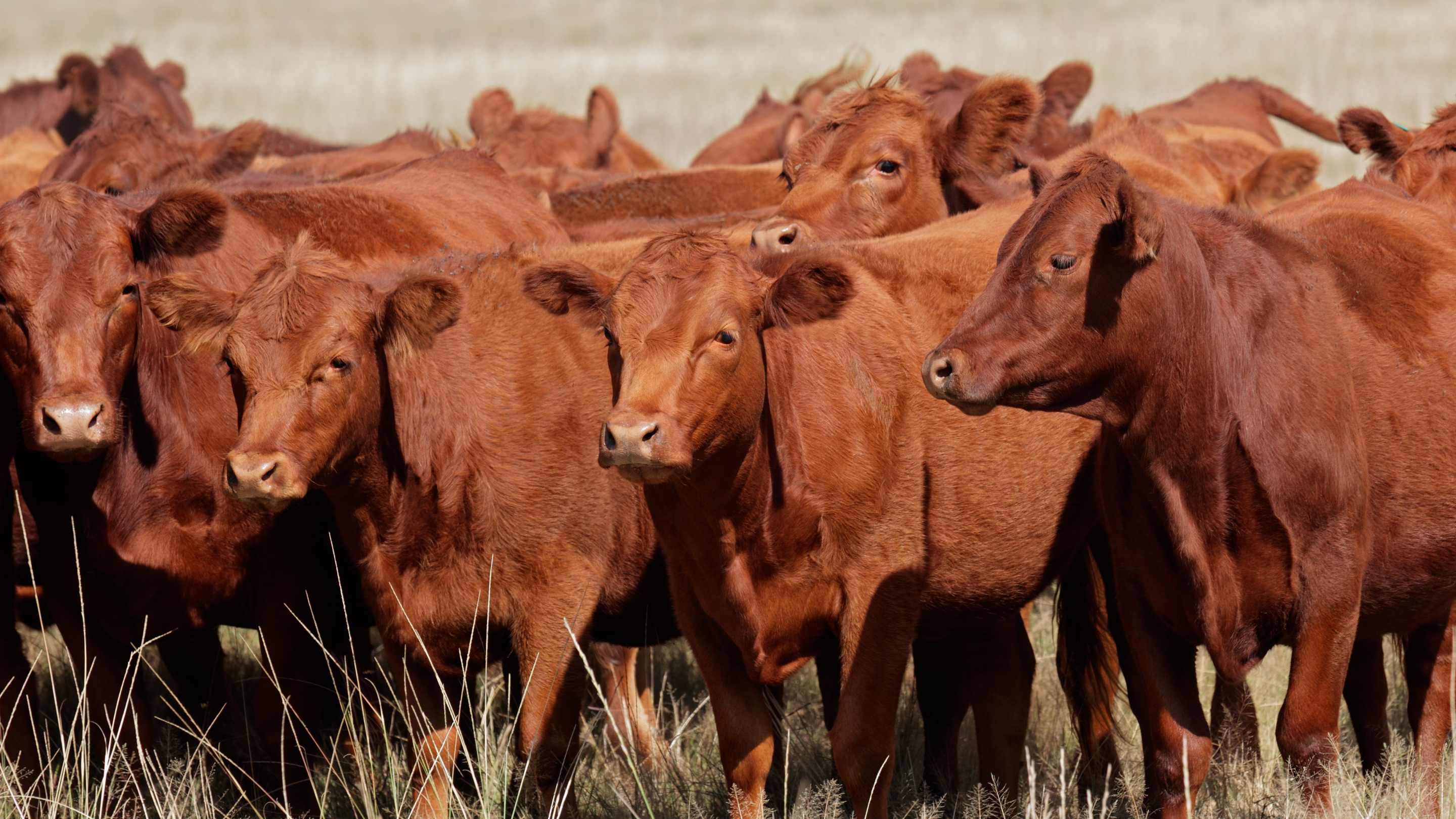 Herd of red angus beef cattle