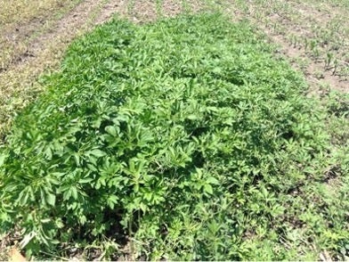 Giant ragweed Patch of green giant ragweed plants growing among corn plants.