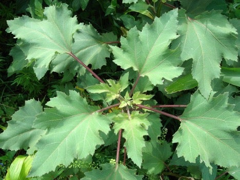 Common cocklebur leaves and stems Close-up of a plant with broad, lobed green leaves with serrated edges. The stems and veins of the leaves are a reddish-purple color and possess dark spots.