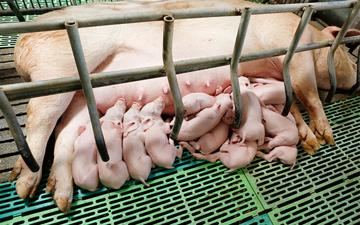 Piglets feeding in a farrowing stall.