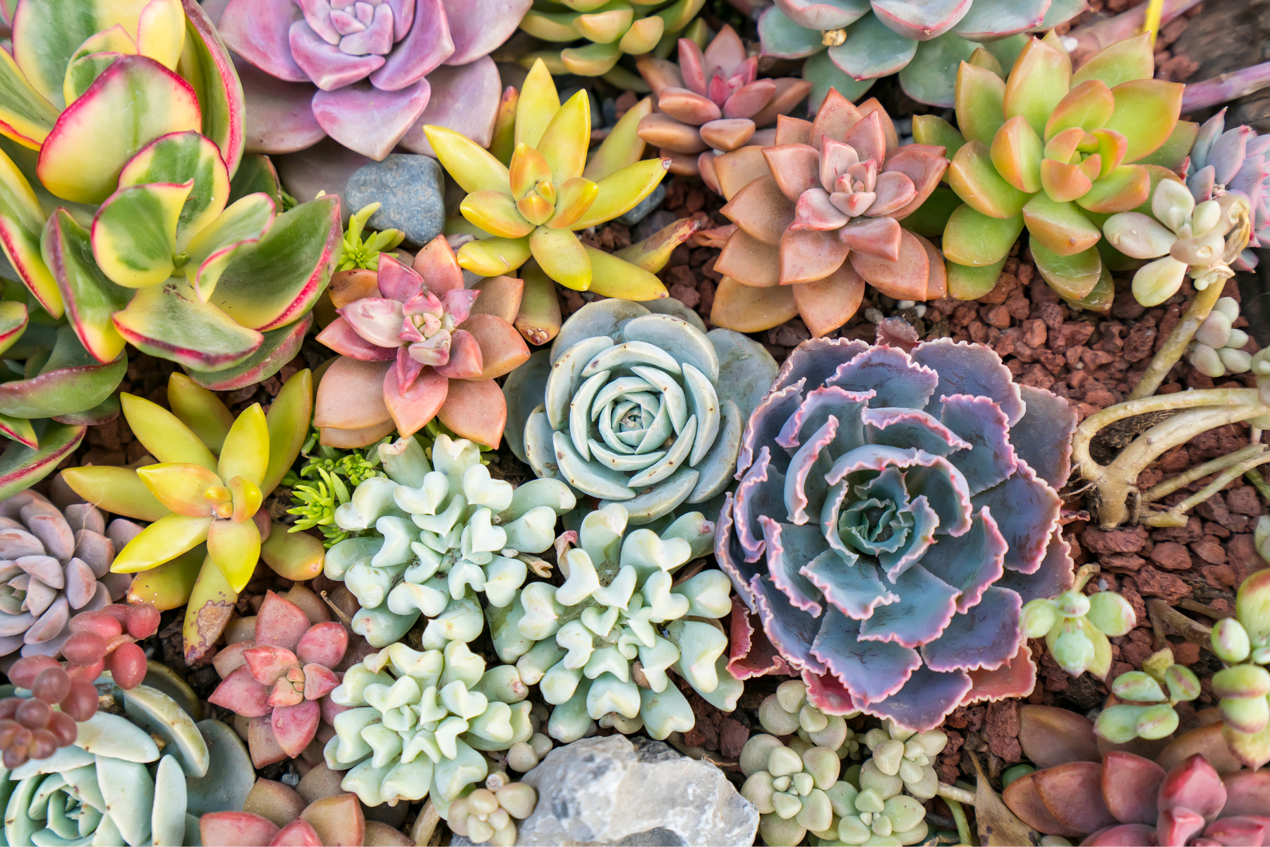 A group of succulents