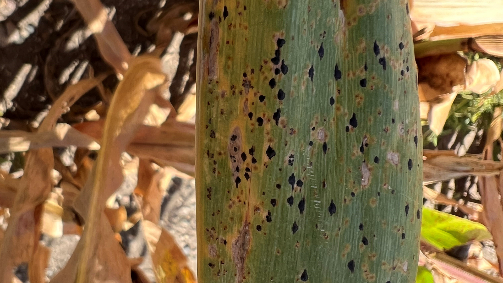 tar spot on a corn leaf